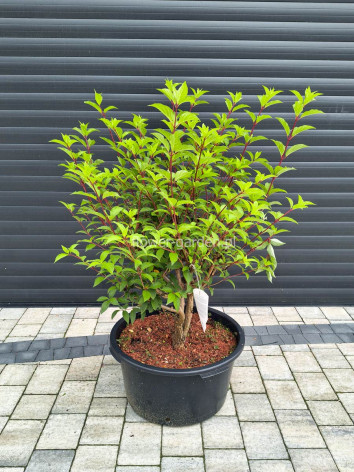 Hortensja bukietowa VANILLE-FRAISE® Renhy PBR