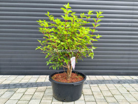Hortensja bukietowa VANILLE-FRAISE® Renhy PBR