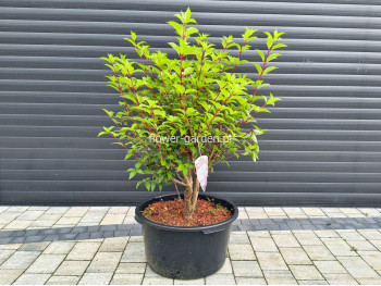 Hortensja bukietowa VANILLE-FRAISE® Renhy PBR