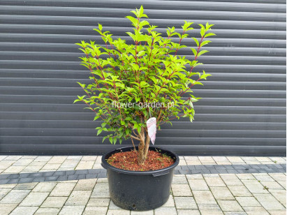 Hortensja bukietowa VANILLE-FRAISE® Renhy PBR