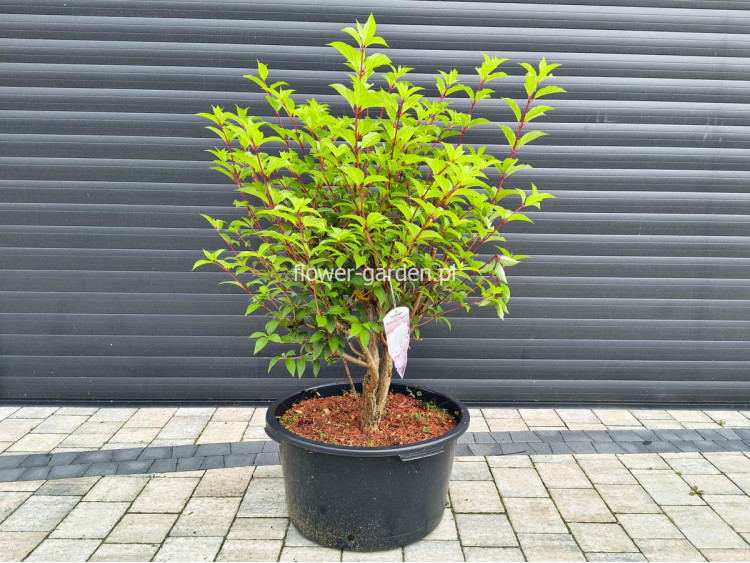 Hortensja bukietowa VANILLE-FRAISE® Renhy PBR