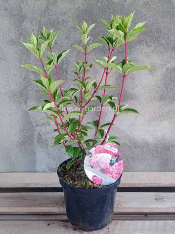 Hortensja bukietowa VANILLE-FRAISE® Renhy PBR
