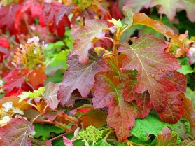 Hortensja dębolistna Burgundy