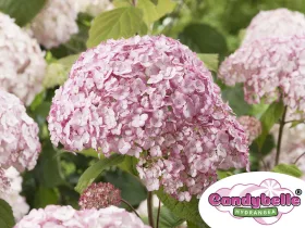 Hortensja krzewiasta CANDYBELLE® Bubblegum PBR