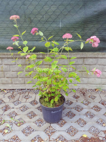 Hortensja krzewiasta Pink Anabelle