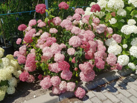 Hortensja krzewiasta Pink Anabelle