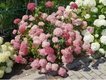 Hortensja krzewiasta Pink Anabelle