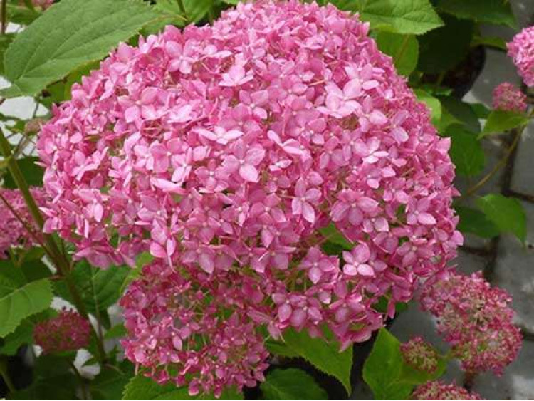 Hortensja krzewiasta Pink Anabelle
