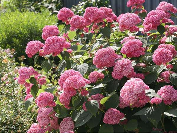 Hortensja krzewiasta Pink Anabelle