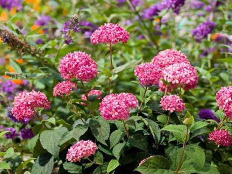Hortensja krzewiasta Pink Anabelle