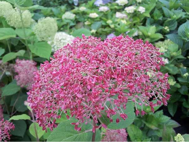 Hortensja krzewiasta Pink Anabelle