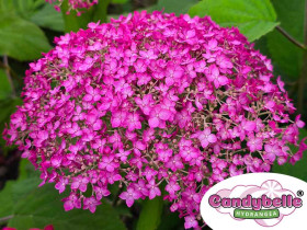 Hortensja krzewiasta CANDYBELLE® Winegum PBR