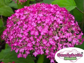Hortensja krzewiasta CANDYBELLE® Winegum PBR