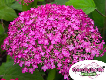 Hortensja krzewiasta CANDYBELLE® Winegum PBR