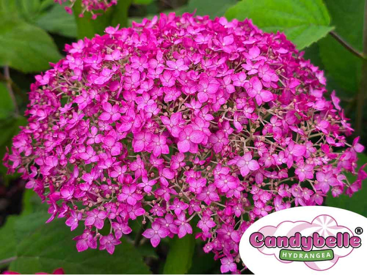 Hortensja krzewiasta CANDYBELLE® Winegum PBR