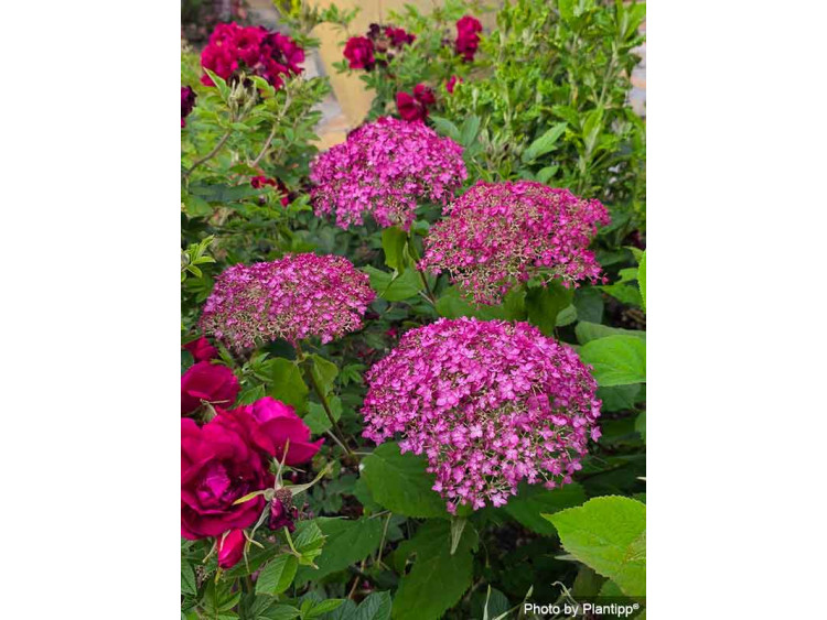 Hortensja krzewiasta CANDYBELLE® Winegum PBR