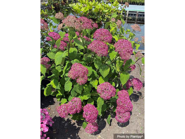 Hortensja krzewiasta CANDYBELLE® Winegum PBR