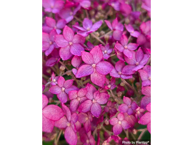 Hortensja krzewiasta CANDYBELLE® Winegum PBR