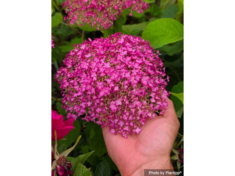 Hortensja krzewiasta CANDYBELLE® Winegum PBR