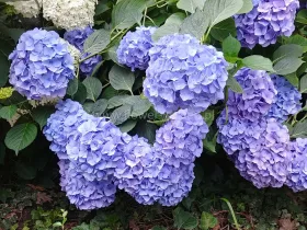 Hortensja ogrodowa Early Blue