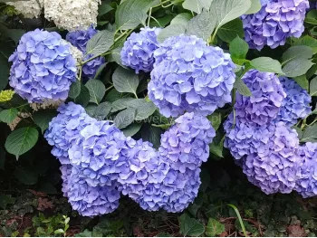 Hortensja ogrodowa Early Blue