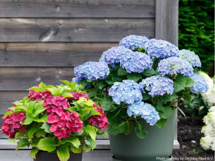 Hortensja ogrodowa Forever&Ever® Blue