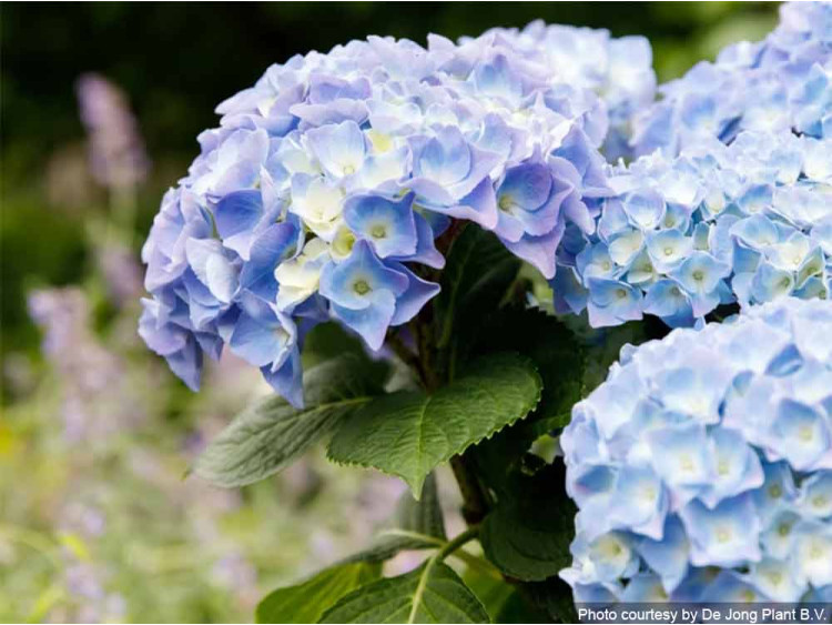 Hortensja ogrodowa Forever&Ever® Blue