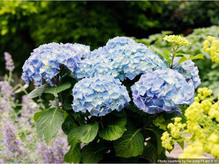 Hortensja ogrodowa Forever&Ever® Blue