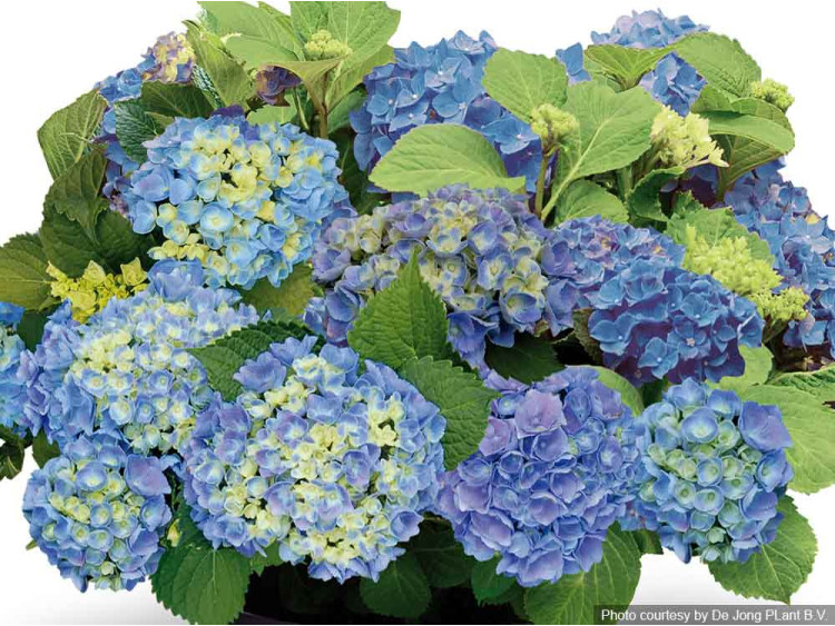 Hortensja ogrodowa Forever&Ever® Blue