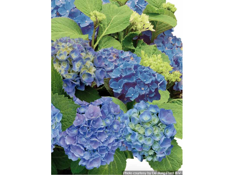 Hortensja ogrodowa Forever&Ever® Blue