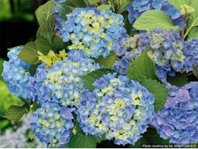 Hortensja ogrodowa Forever&Ever® Blue