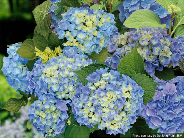 Hortensja ogrodowa Forever&Ever® Blue