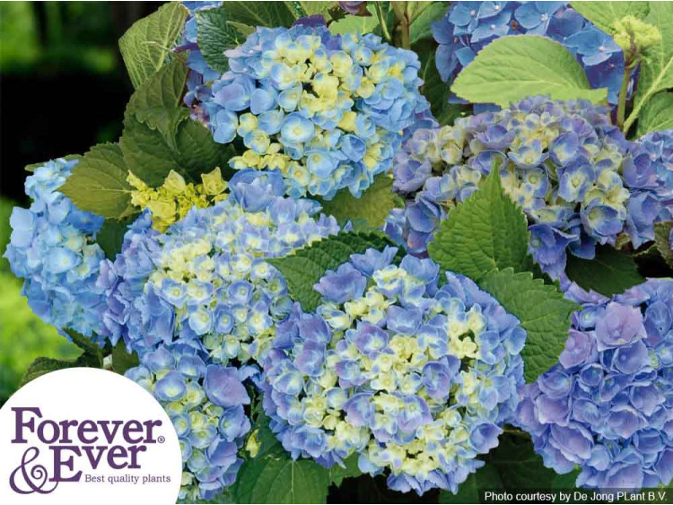 Hortensja ogrodowa Forever&Ever® Blue