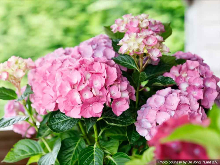 Hortensja ogrodowa Forever&Ever® Pink