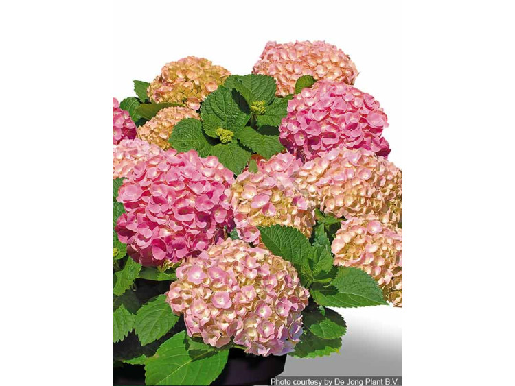 Hortensja ogrodowa Forever&Ever® Pink