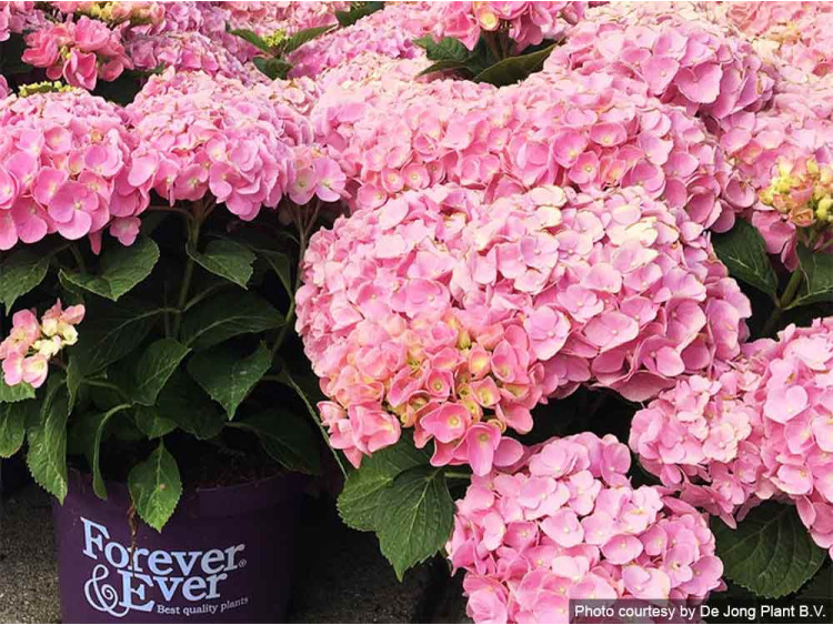Hortensja ogrodowa Forever&Ever® Pink