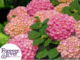 Hortensja ogrodowa Forever&Ever® Pink