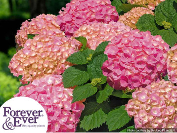 Hortensja ogrodowa Forever&Ever® Pink