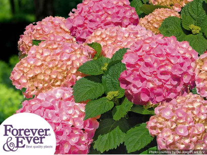 Hortensja ogrodowa Forever&Ever® Pink