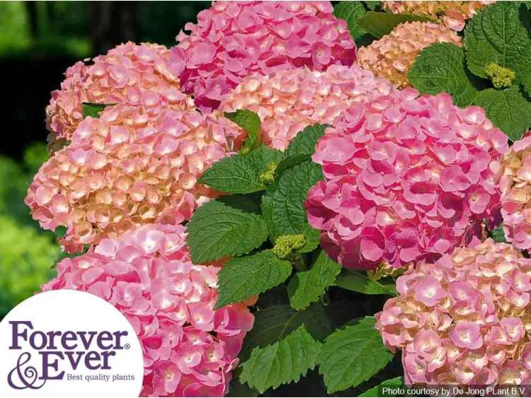 Hortensja ogrodowa Forever&Ever® Pink