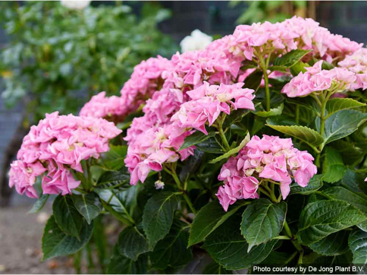 Hortensja ogrodowa Forever&Ever® Pink