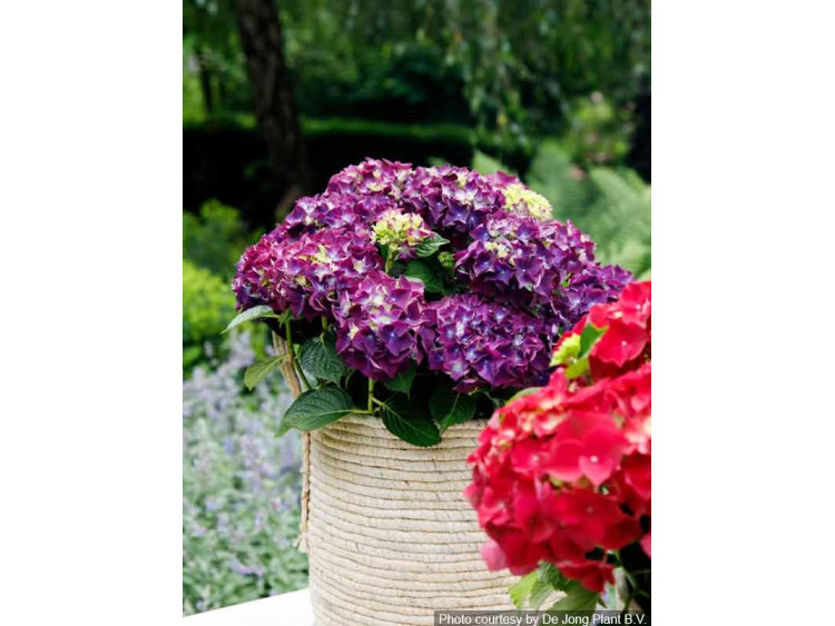 Hortensja ogrodowa Forever&Ever® Purple