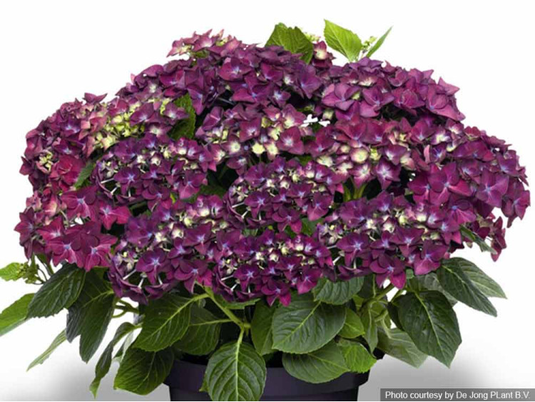 Hortensja ogrodowa Forever&Ever® Purple