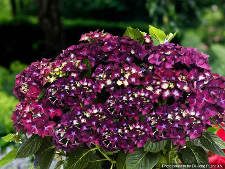 Hortensja ogrodowa Forever&Ever® Purple