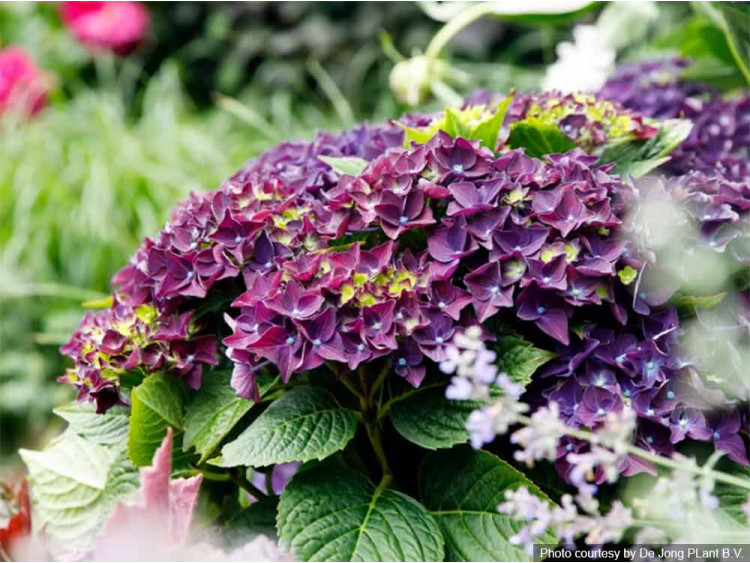 Hortensja ogrodowa Forever&Ever® Purple