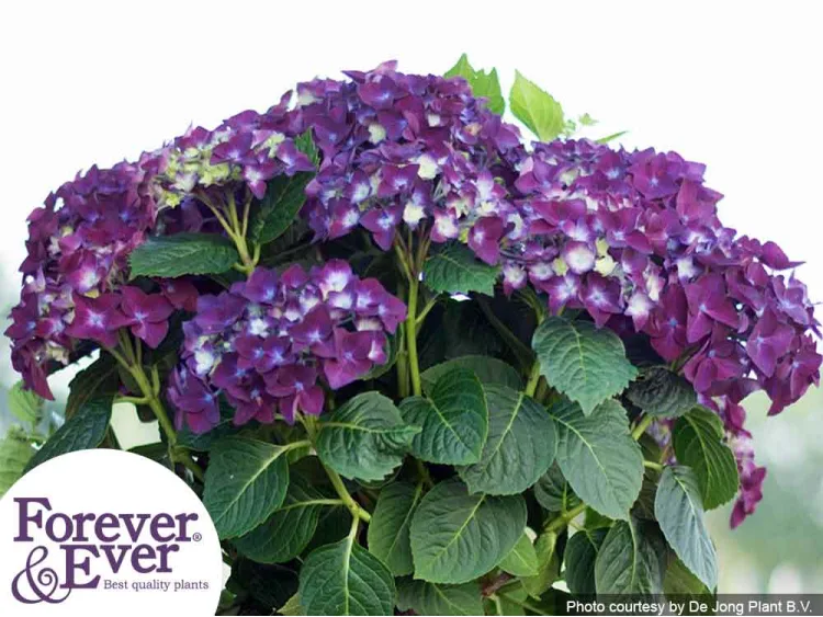 Hortensja ogrodowa Forever&Ever® Purple
