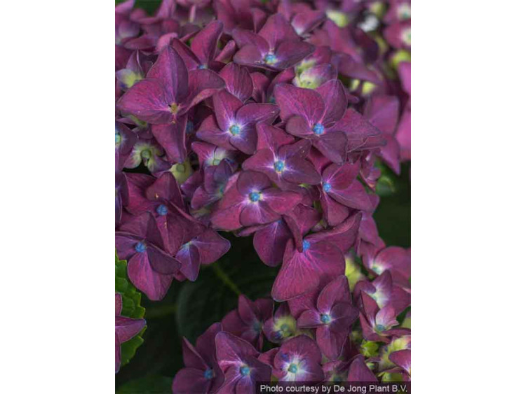 Hortensja ogrodowa Forever&Ever® Purple