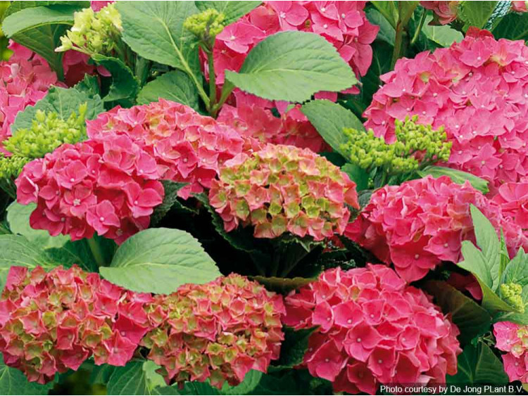 Hortensja ogrodowa Forever&Ever® Red