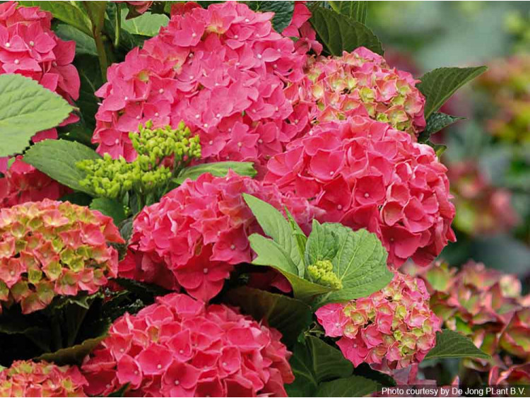 Hortensja ogrodowa Forever&Ever® Red