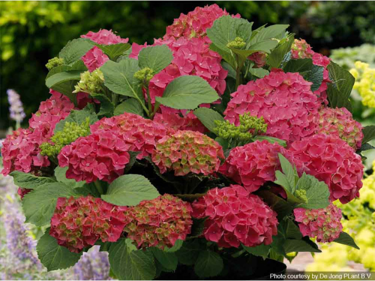 Hortensja ogrodowa Forever&Ever® Red